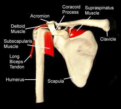 Shoulder Anatomy