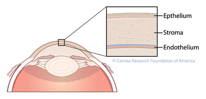 Corneal Cross-Section